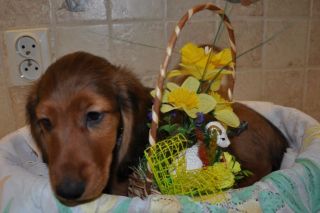 Jamnik d�ugow�osy